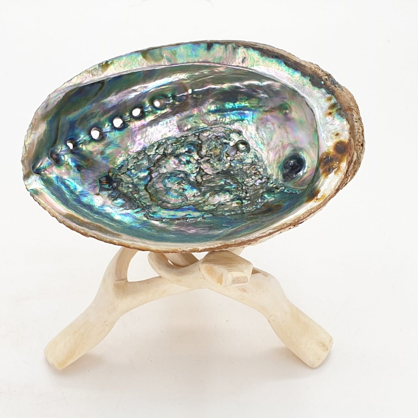 Cobra poot en abalone schelp