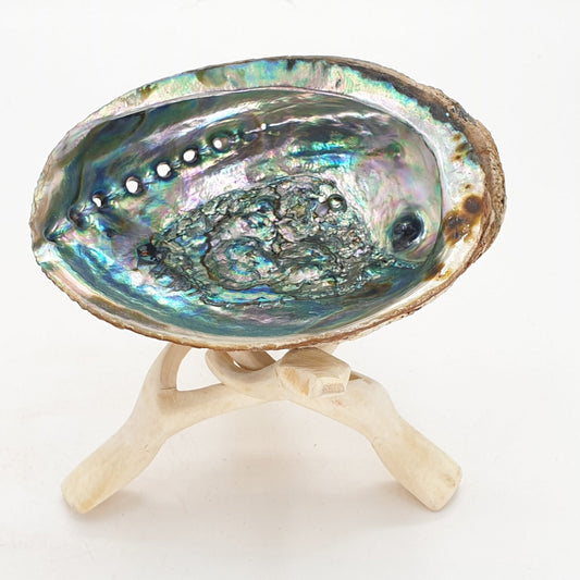 Cobra poot en abalone schelp