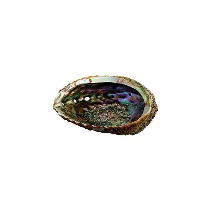 Abalone Schelp 12-15 cm